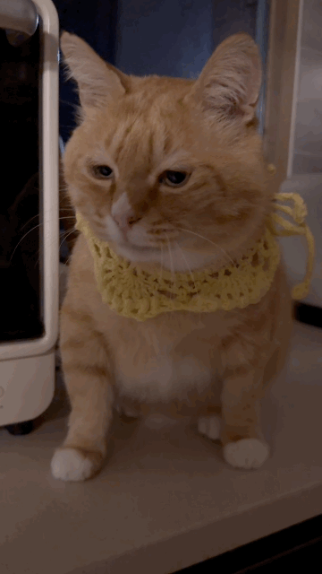 완전 2등신 | 인스티즈