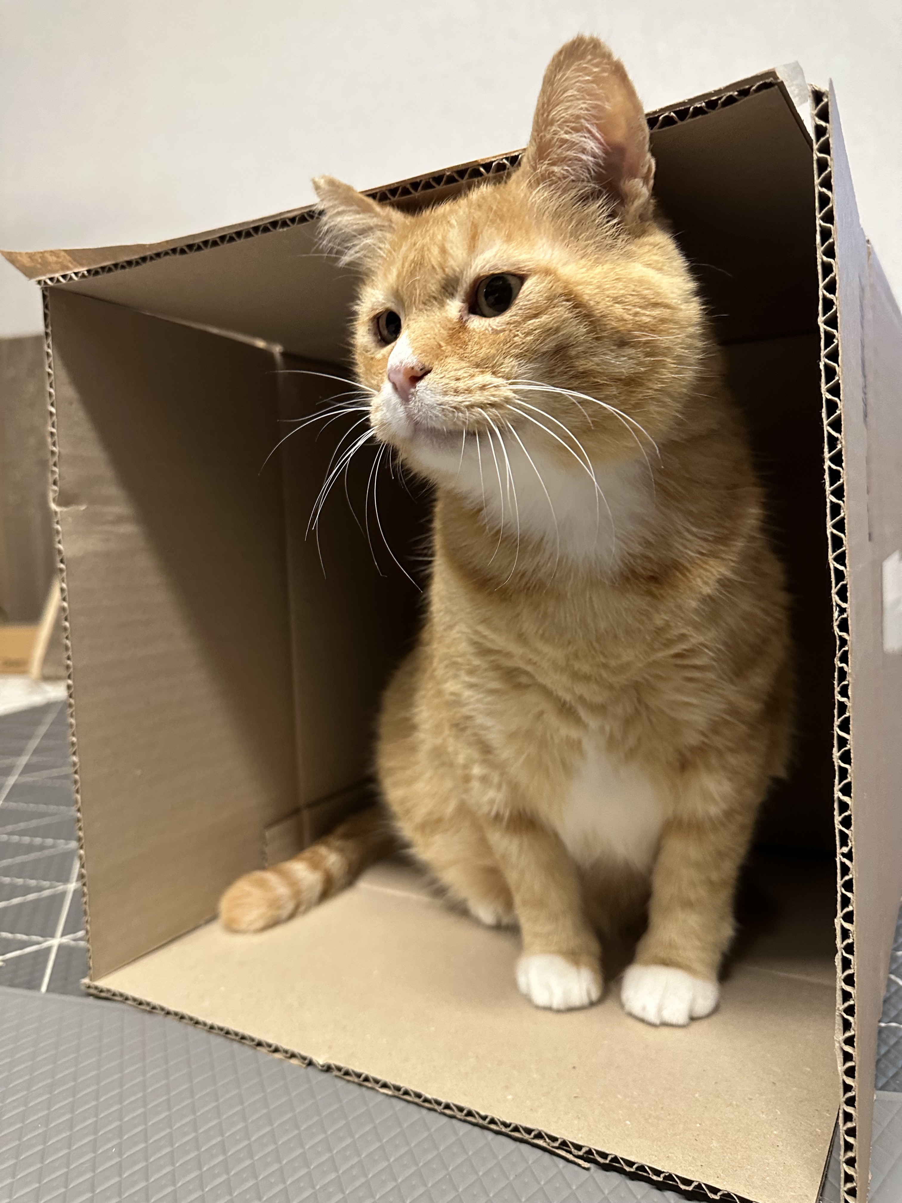 완전 2등신 | 인스티즈