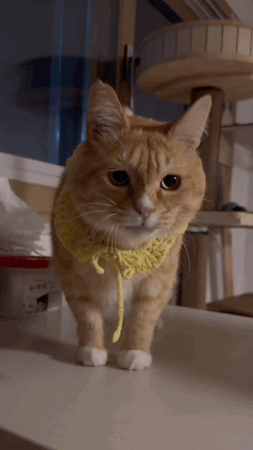 완전 2등신 | 인스티즈