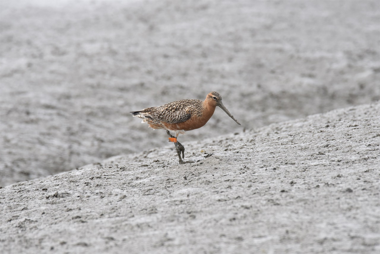 무안공항보다 조류충돌 위험 650배···"새만금 마지막 수라갯벌 신공항 반대" | 인스티즈