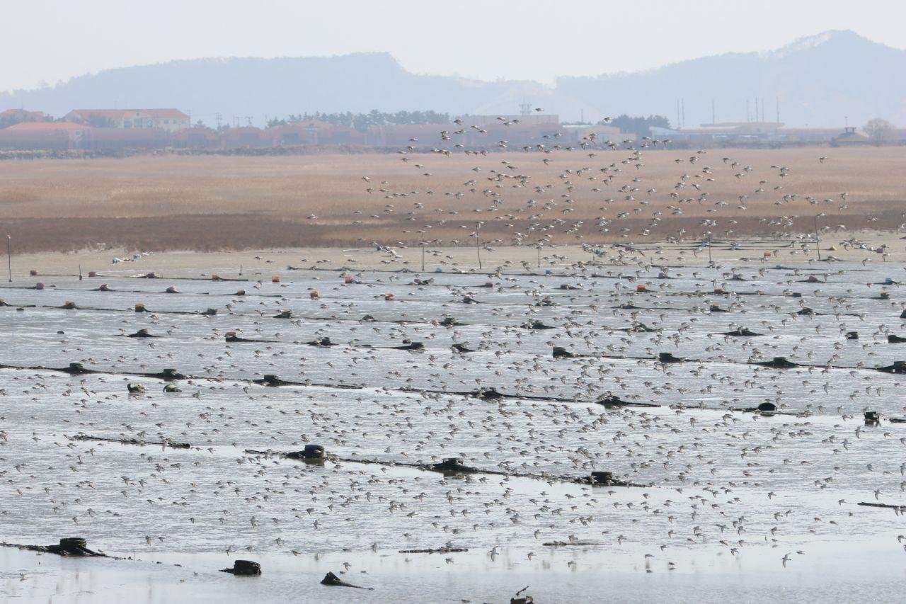 무안공항보다 조류충돌 위험 650배···"새만금 마지막 수라갯벌 신공항 반대" | 인스티즈