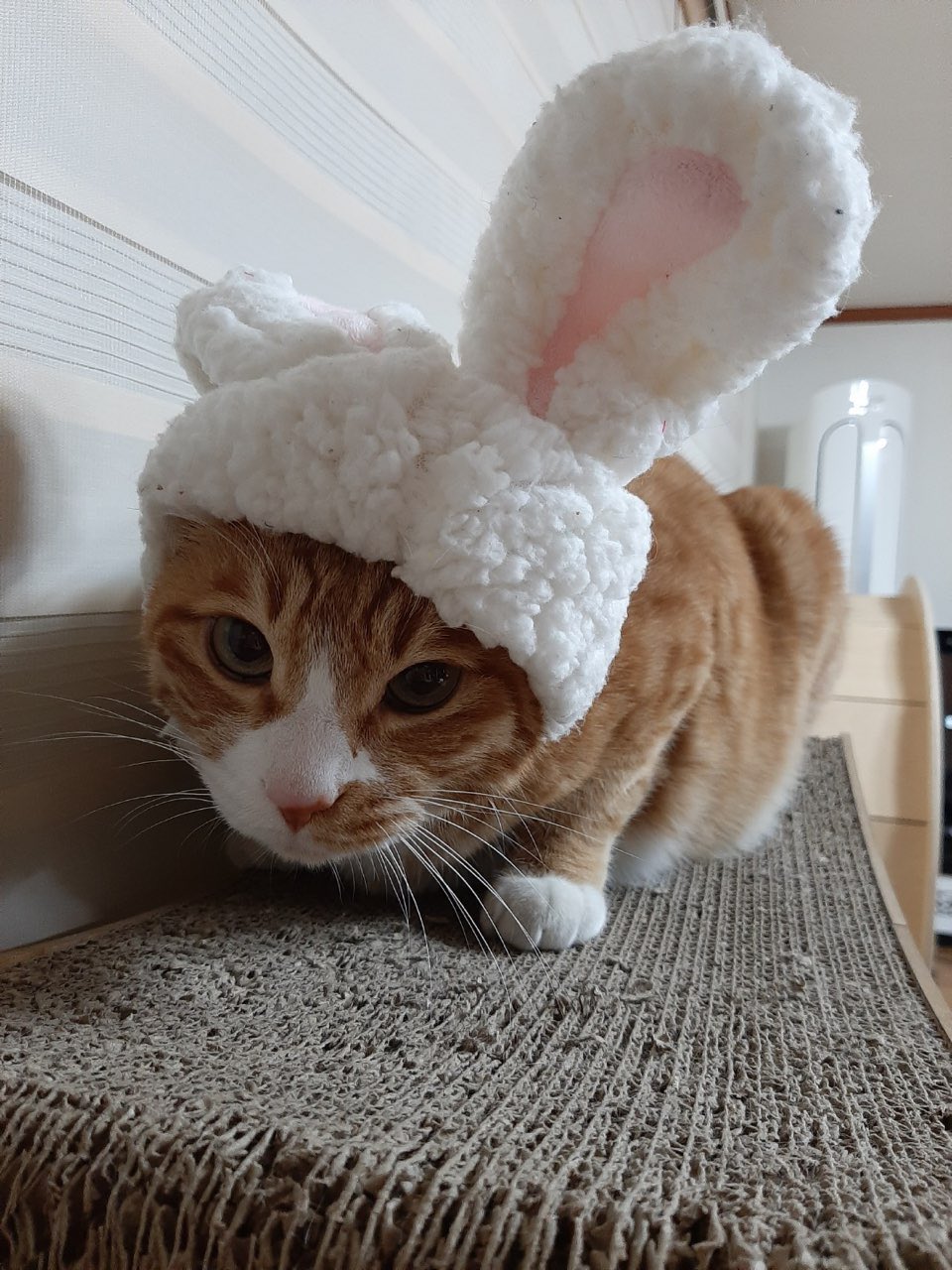 스트레이키즈 리노가 키우는 고양이 세마리.jpg | 인스티즈