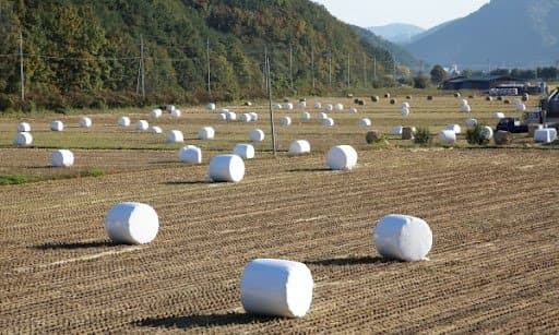 알아도 쓸모없는 마시멜로 상식 | 인스티즈