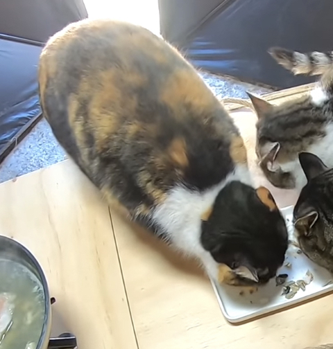 [haha ha] 꿀벌 삼색이 엉덩이 | 인스티즈