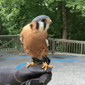 조류들만 가지고 있는 능력.gif | 인스티즈