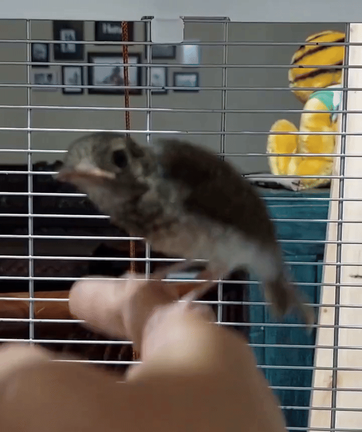 조류들만 가지고 있는 능력.gif | 인스티즈