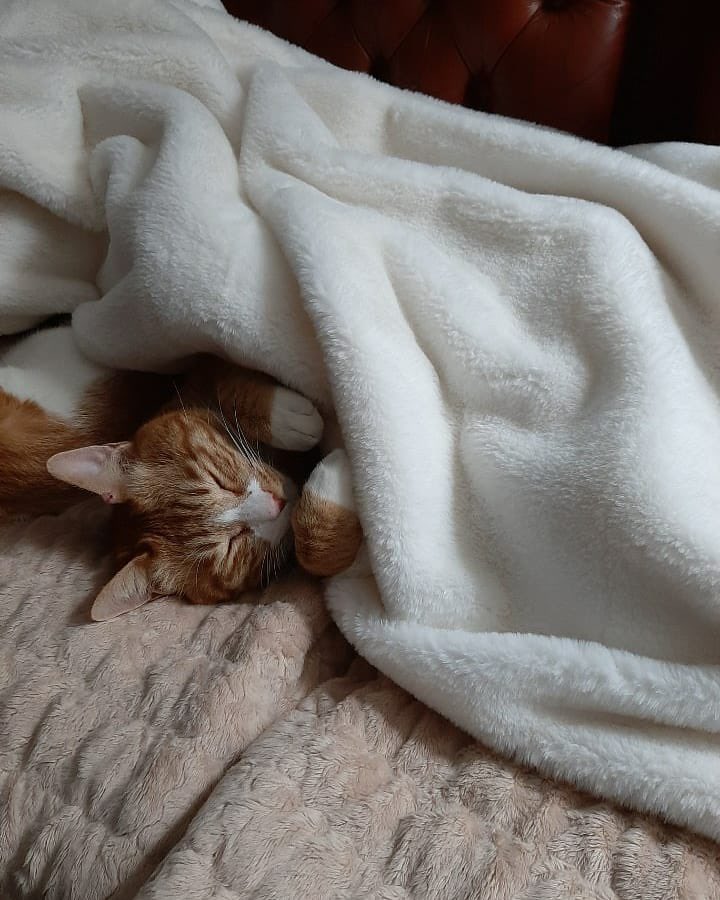 스트레이키즈 리노가 키우는 고양이 세마리.jpg | 인스티즈