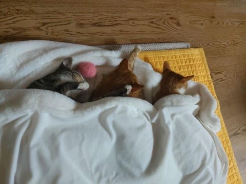 스트레이키즈 리노가 키우는 고양이 세마리.jpg | 인스티즈