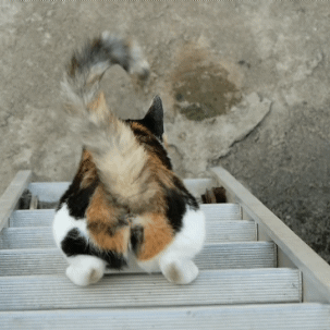 [haha ha] 꿀벌 삼색이 엉덩이 | 인스티즈