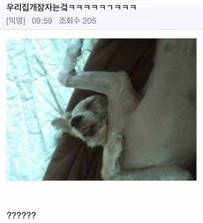 우리집 개 잠자는거 | 인스티즈
