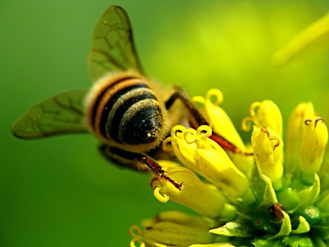 [haha ha] 꿀벌 삼색이 엉덩이 | 인스티즈