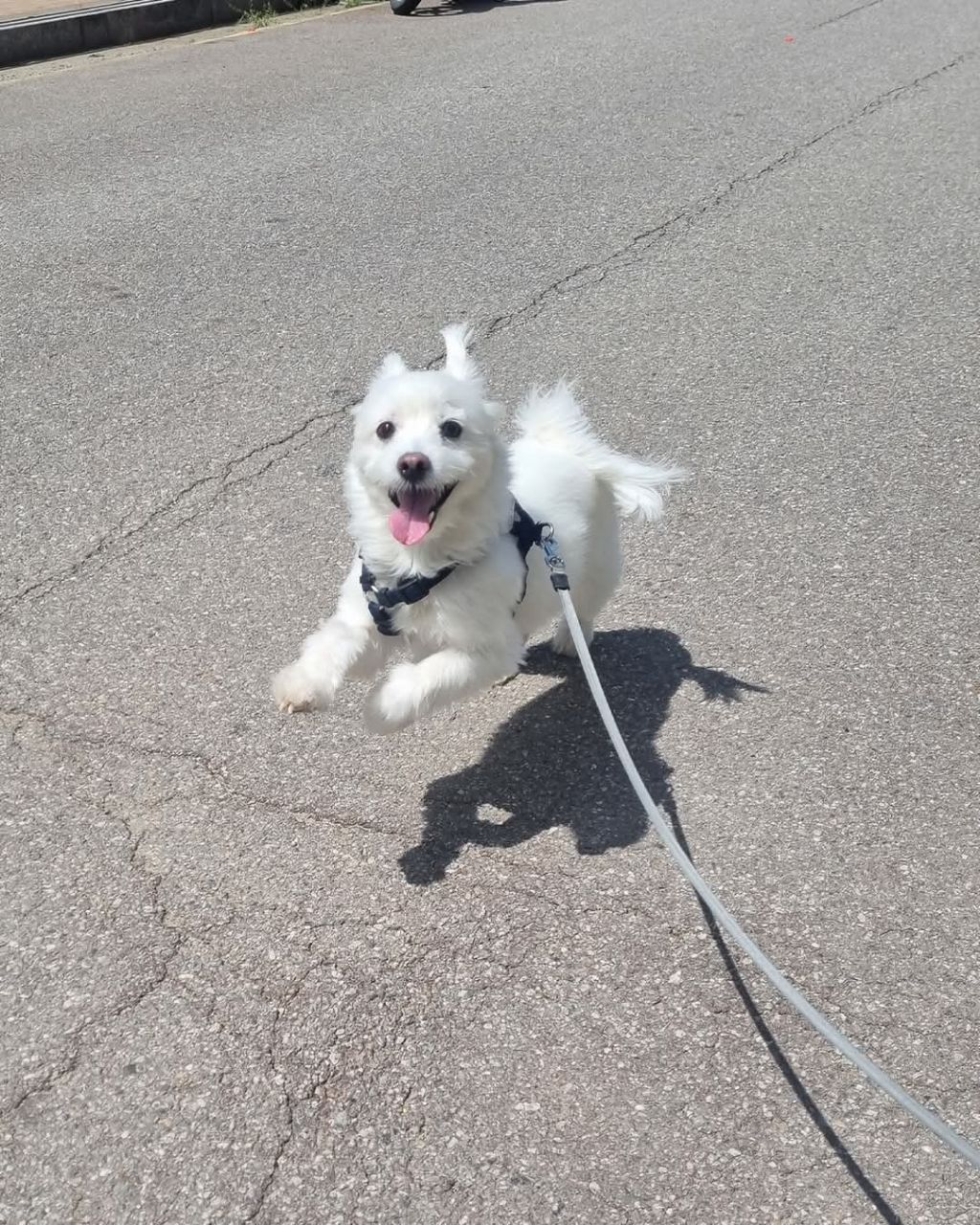 반차내고 댕댕이 산책중인 주인 | 인스티즈