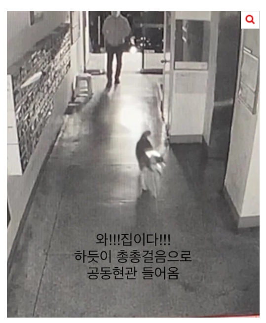 [네이트] 개가 혼자 엘리베이터 타고 집까지 찾아옴 | 인스티즈
