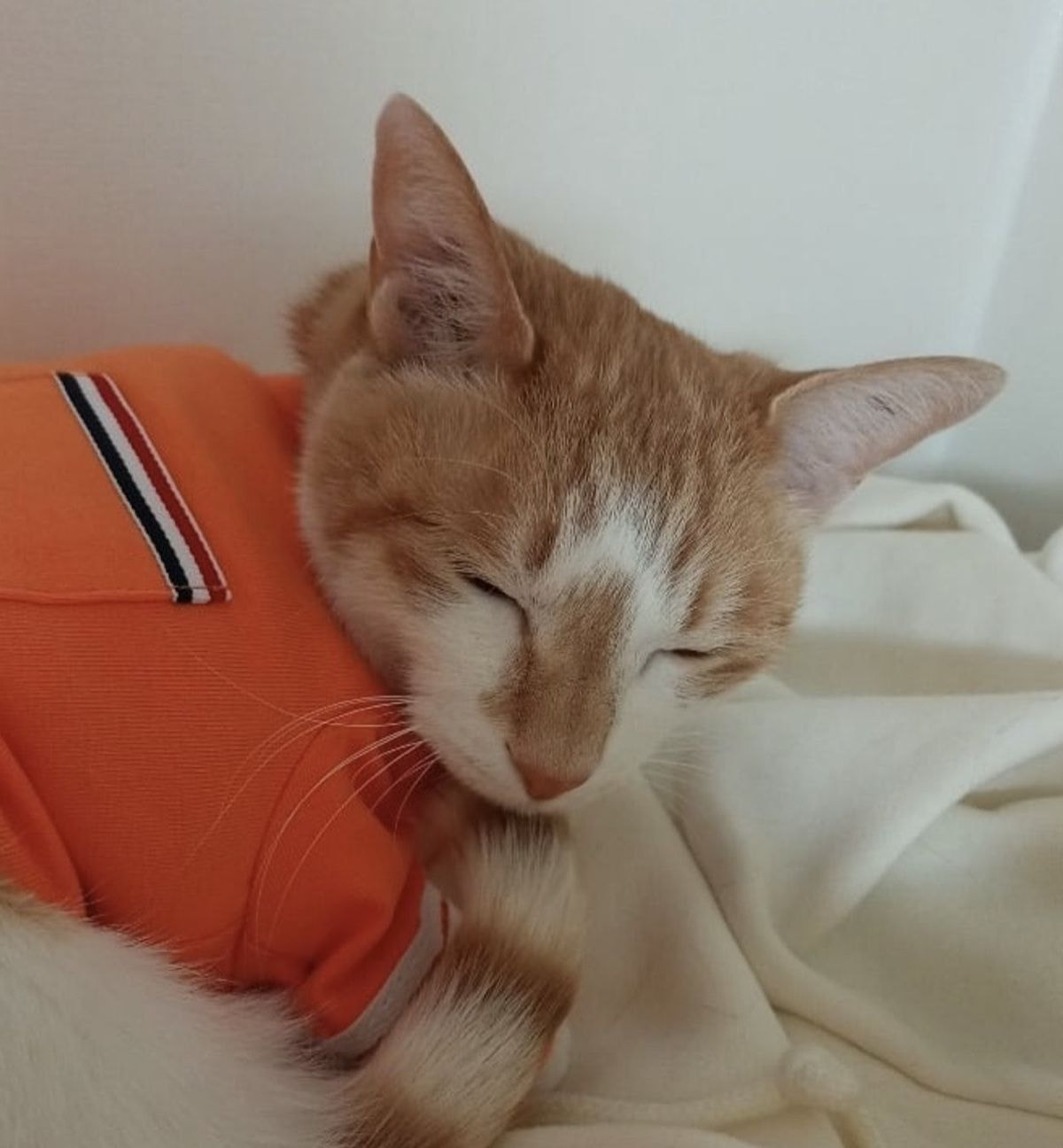 스트레이키즈 리노가 키우는 고양이 세마리.jpg | 인스티즈