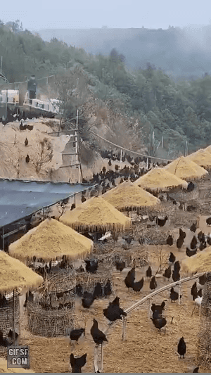 최첨단 닭 사료주기 | 인스티즈