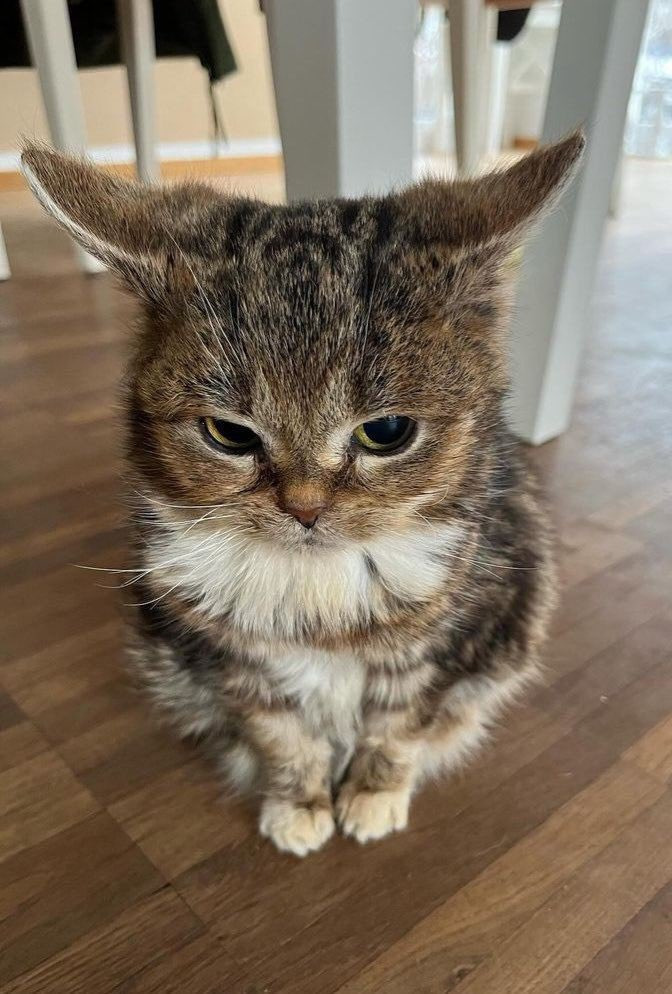 부앵인지 고영인지 긴가민가한 | 인스티즈