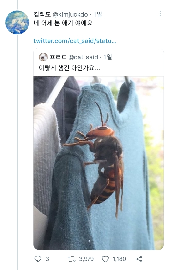 장수말벌 앞에서 아방수가 된 트위터리안 | 인스티즈