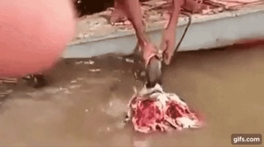 우리가 몰랐던 식인어 피라냐의 진실 | 인스티즈