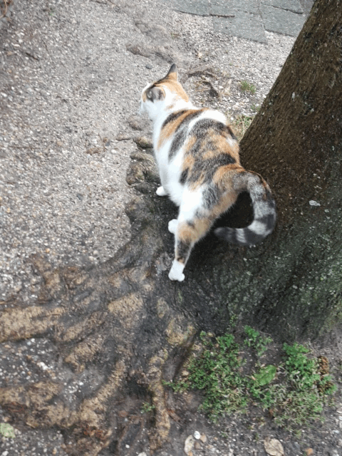 조선최초의 폭군의 불똥을 맞다 그리고 고양이 | 인스티즈