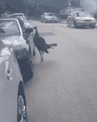 한 차량만 집중공격한 칠면조.gif | 인스티즈