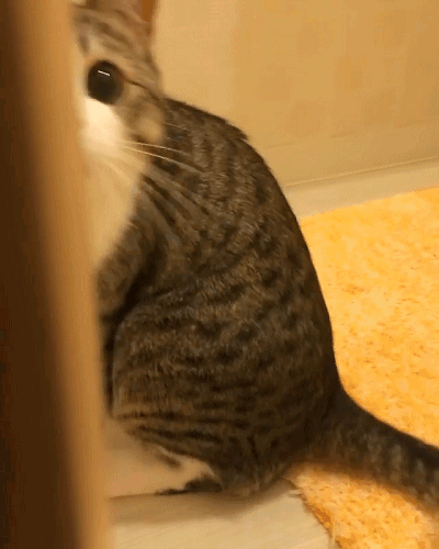 조선최초의 폭군의 불똥을 맞다 그리고 고양이 | 인스티즈