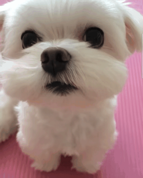 자기 앞니 빠진 줄 모르는 가나디 | 인스티즈