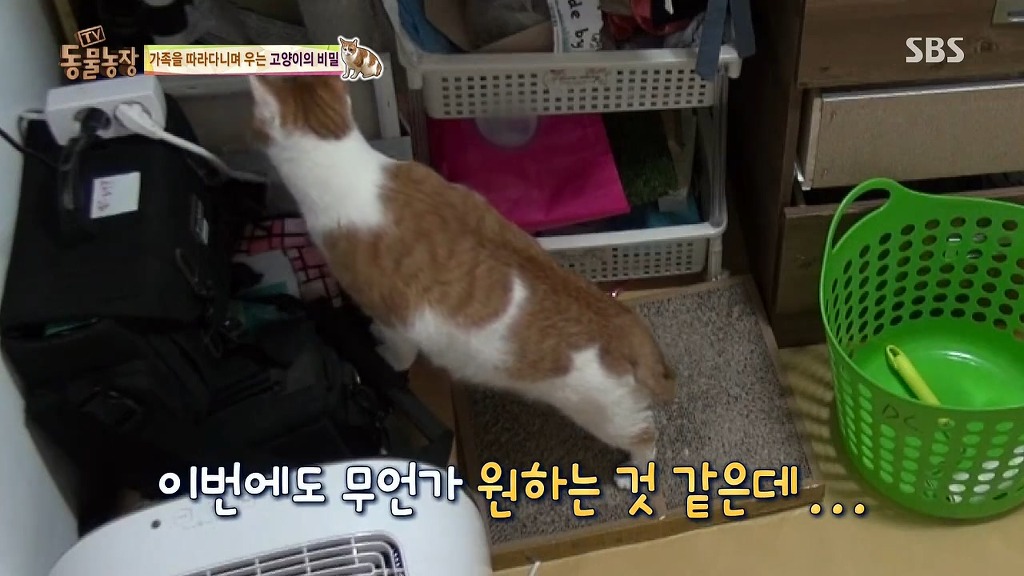 [동물농장] 존트 할말 다 하고 사는 수다쟁이 고양이 쪼롱이ㅋㅋㅋㅋ.jpg (스압) | 인스티즈