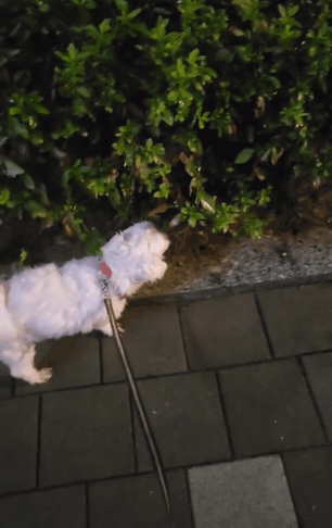 비온 날 강아지 산책 치사한 점 | 인스티즈