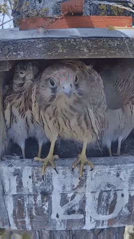 나비를 보고 공포에 질린 새끼 황조롱이들 | 인스티즈