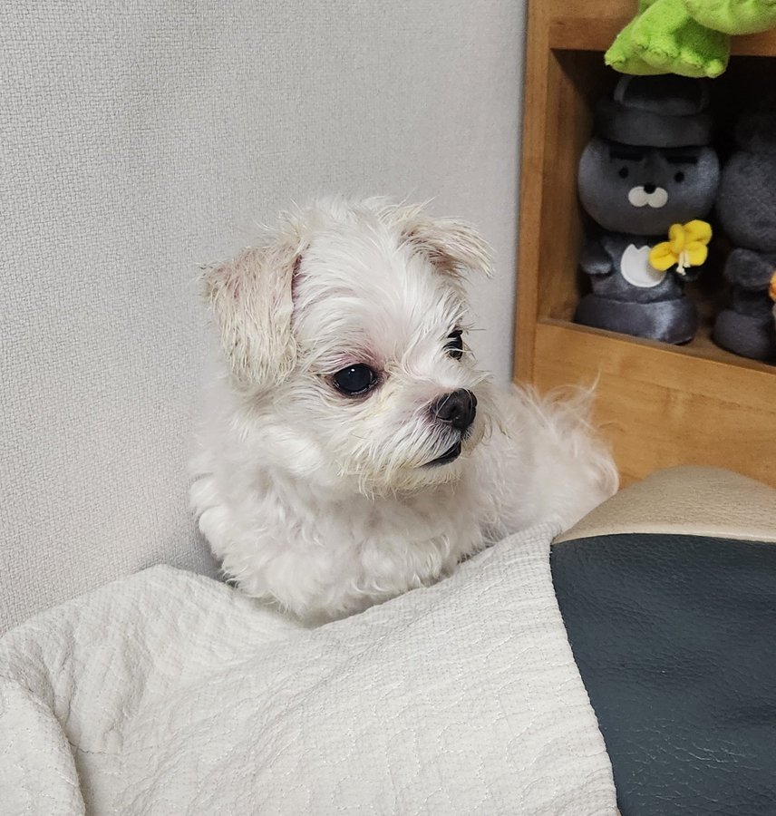 비온 날 강아지 산책 치사한 점 | 인스티즈