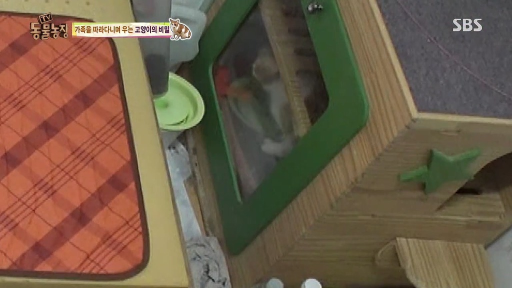 [동물농장] 존트 할말 다 하고 사는 수다쟁이 고양이 쪼롱이ㅋㅋㅋㅋ.jpg (스압) | 인스티즈