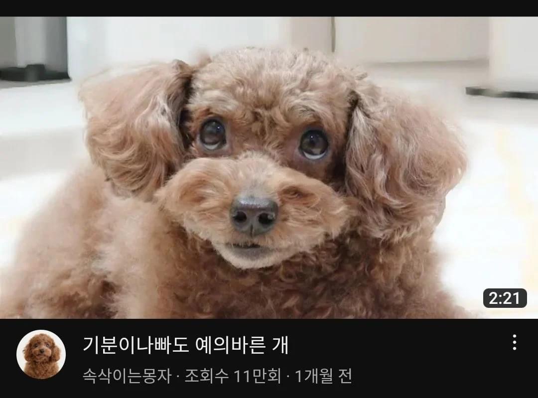 여전히 유튜브 썸네일 장인인 몽자 | 인스티즈