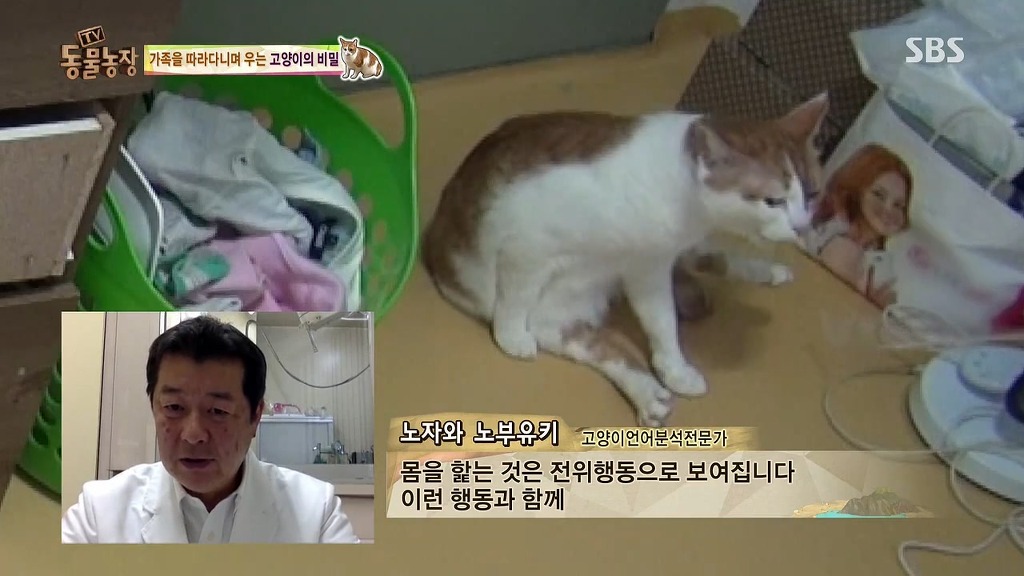 [동물농장] 존트 할말 다 하고 사는 수다쟁이 고양이 쪼롱이ㅋㅋㅋㅋ.jpg (스압) | 인스티즈