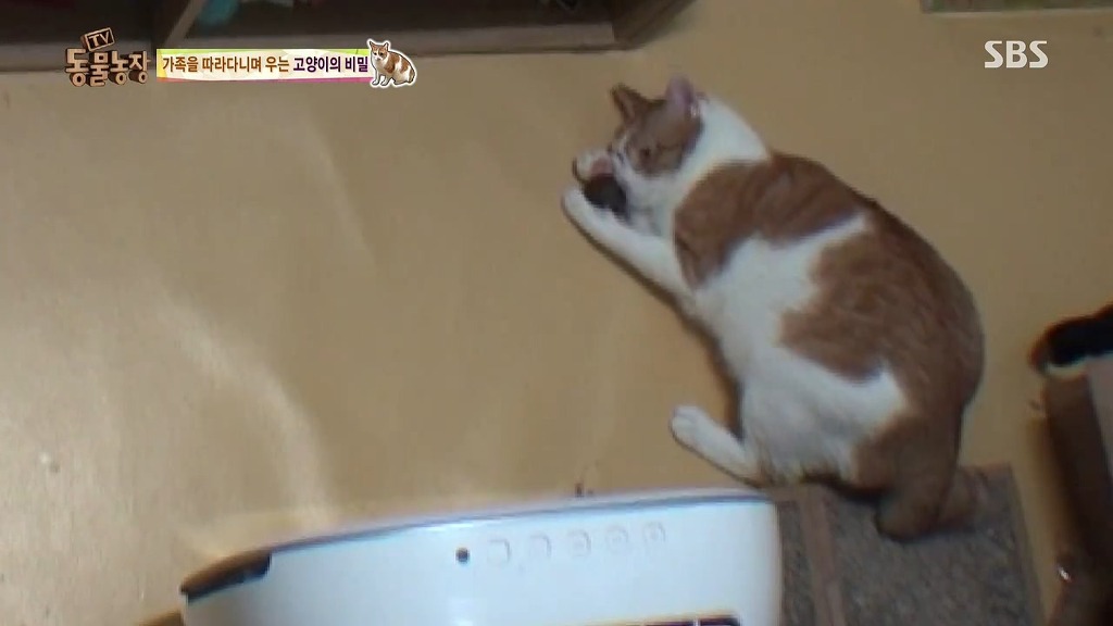 [동물농장] 존트 할말 다 하고 사는 수다쟁이 고양이 쪼롱이ㅋㅋㅋㅋ.jpg (스압) | 인스티즈