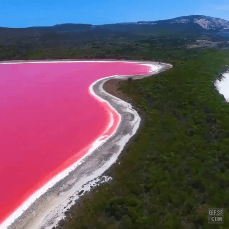 호주에 있는 핑크빛 호수 - 힐리어 호 (Lake Hillier) | 인스티즈