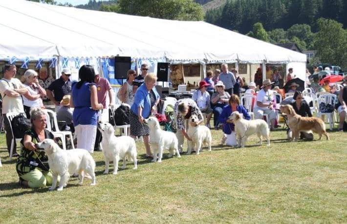 골든리트리버 축제 | 인스티즈