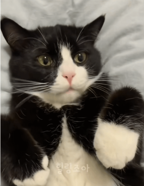 이마 만지니까 온갖 짜증 다 내는 고양이 | 인스티즈