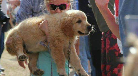 골든리트리버 축제 | 인스티즈