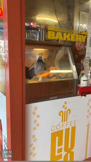 위생적인 빵집 | 인스티즈