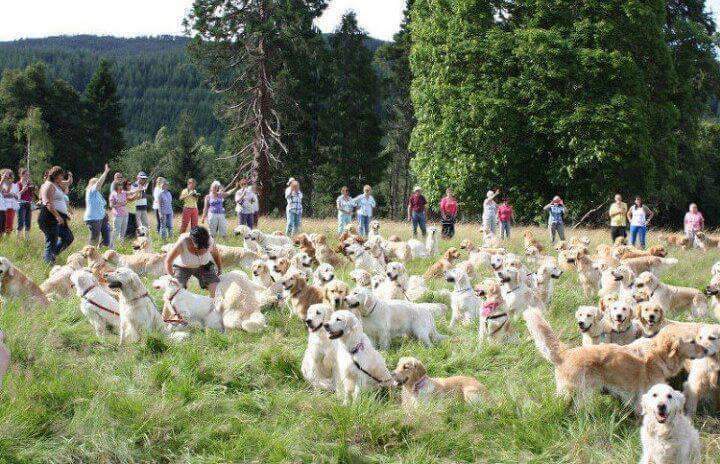 골든리트리버 축제 | 인스티즈