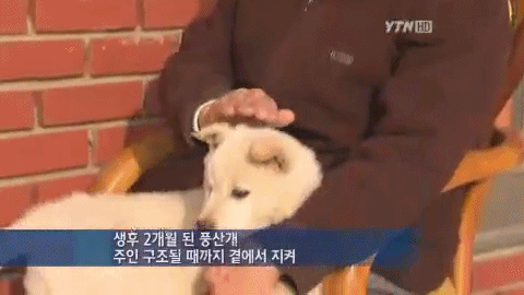 치매 할아버지를 지킨 아기 풍산개.jpgif | 인스티즈