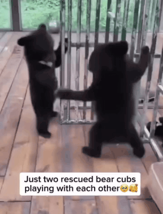 분유 한잔 거하게 드신 아기곰들 | 인스티즈