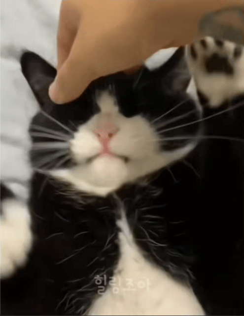이마 만지니까 온갖 짜증 다 내는 고양이 | 인스티즈