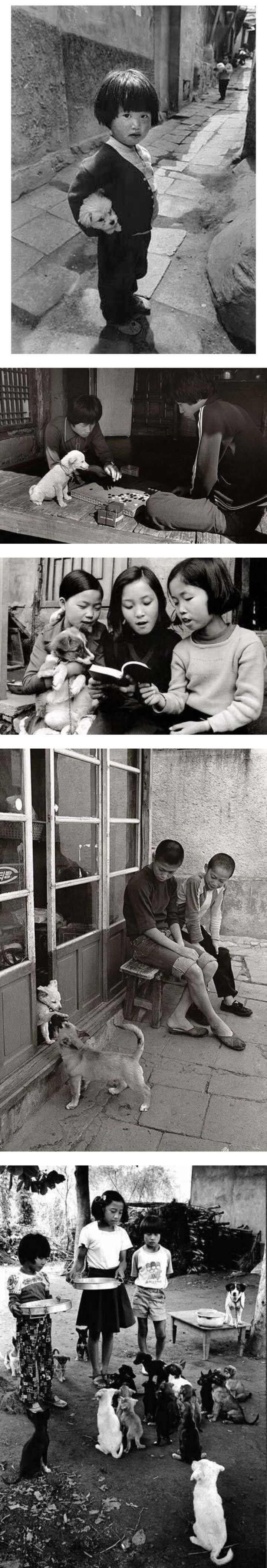 품종견이라곤 1마리도 보이지 않는 1970년대 한국 사진 | 인스티즈