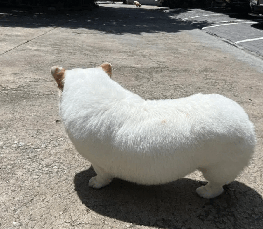 웰시코기와 시바의 사랑의 결과물 | 인스티즈