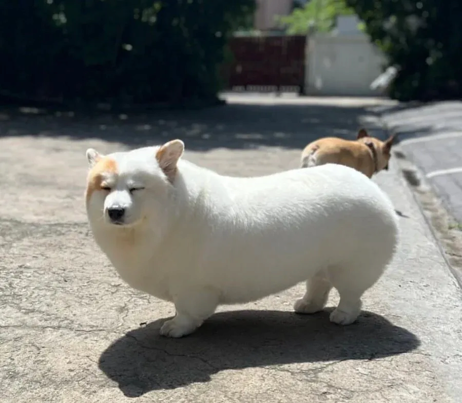 웰시코기와 시바의 사랑의 결과물 | 인스티즈