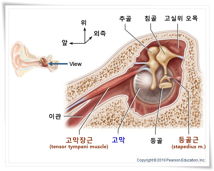 근육이 원인인 이명....? 큰 소리 나면 지지지지짖 거림 | 인스티즈