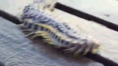 (혐혐주의) 맨손으로 잡고 1분 버티면 돈 줌. 내가 번 금액은?? | 인스티즈