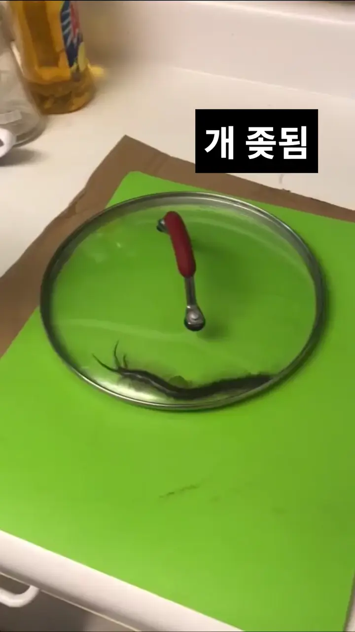 벌레주의) ㄹㅇ 개 ㅈ된 상황 | 인스티즈