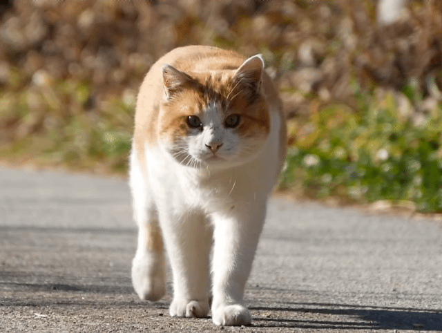 코숏 대중적 인기 vs 덕후픽 🐱 | 인스티즈